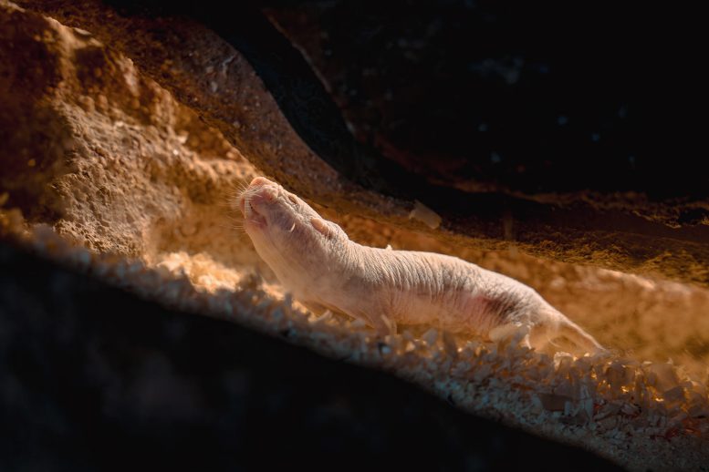 Naked Mole Rat Tunnel