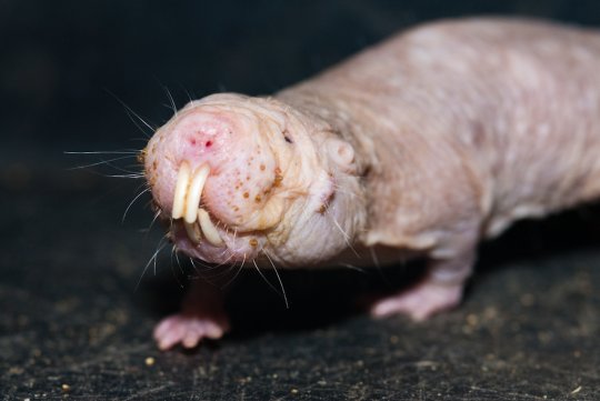 Naked Mole Rats Make Slow Sperm
