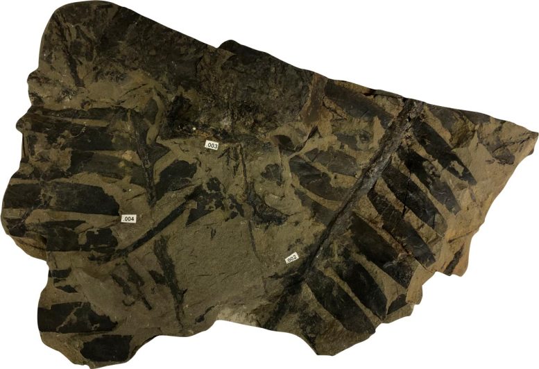 Nanaimo Cycad Fossil