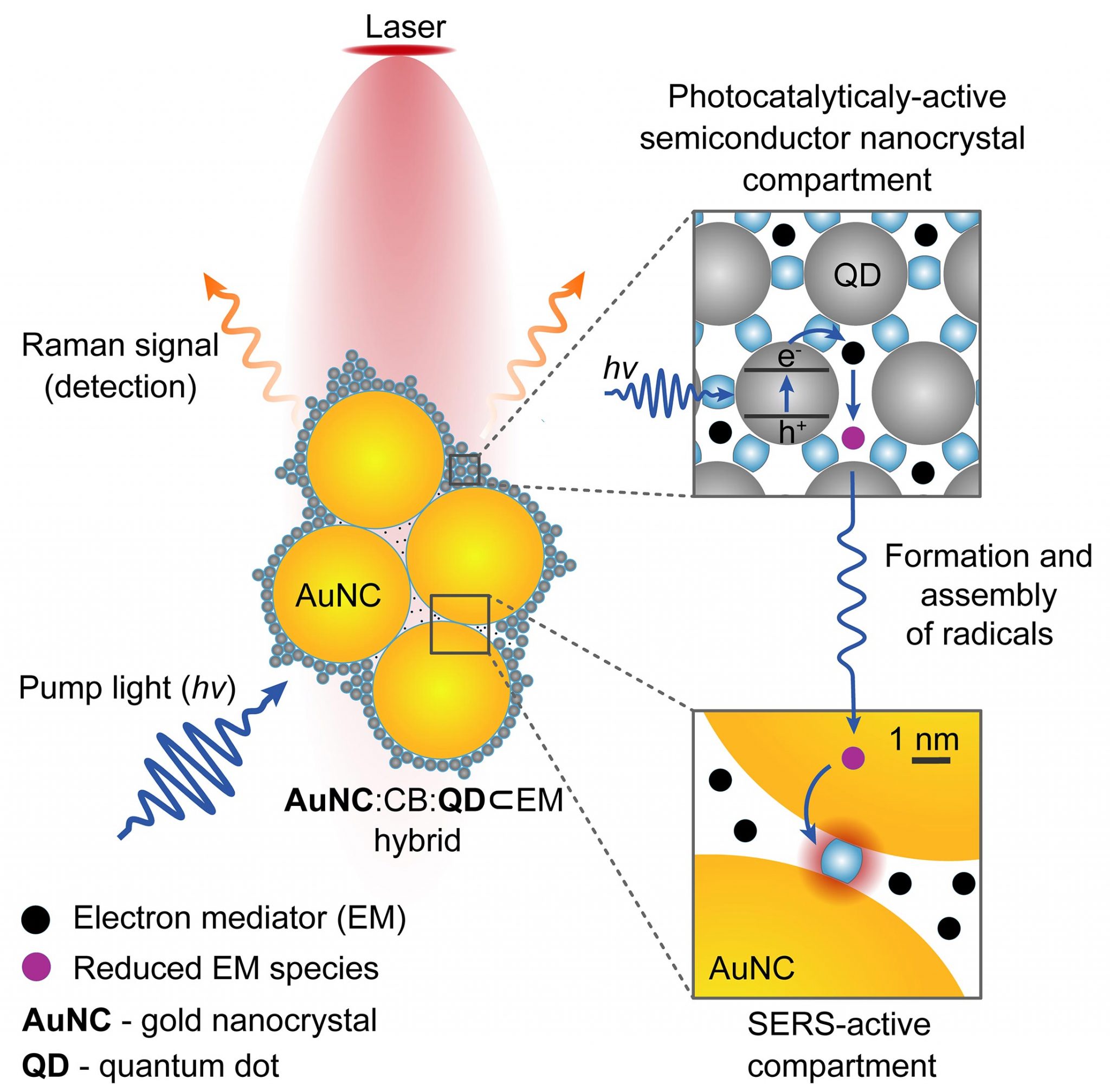 Nano Camera Made Using Molecular Glue