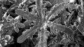Nano Particle Metallic Snowflakes