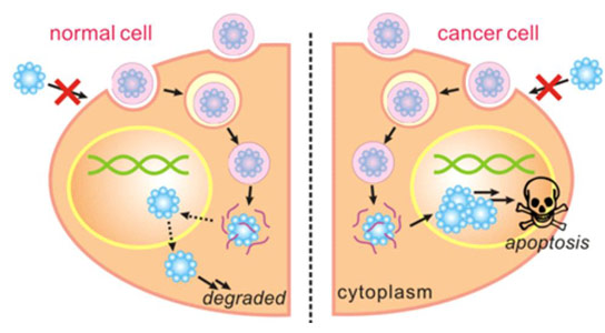 Nanocapsules-effectively-kill-cancer-cells
