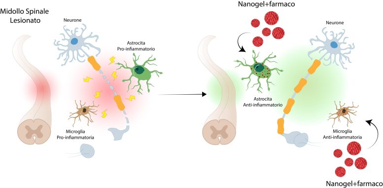 Nanogel – Scheme of Selective Drug Treatment in the Central Nervous System