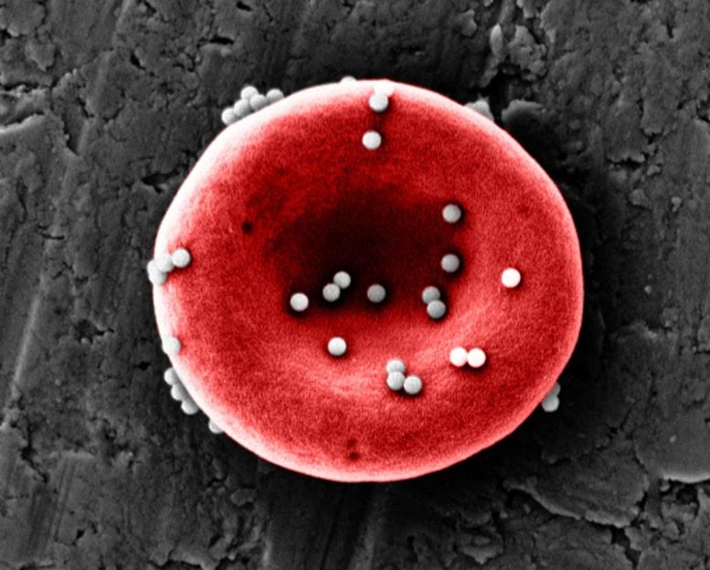 Nanoparticles Antigen Red Blood Cell