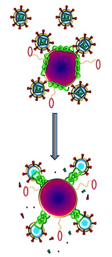 Nanoparticles Carrying Melittin Fuse With HIV