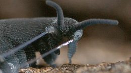 Nanoparticles from the Secretion of Velvet Worms form Polymer Fibers
