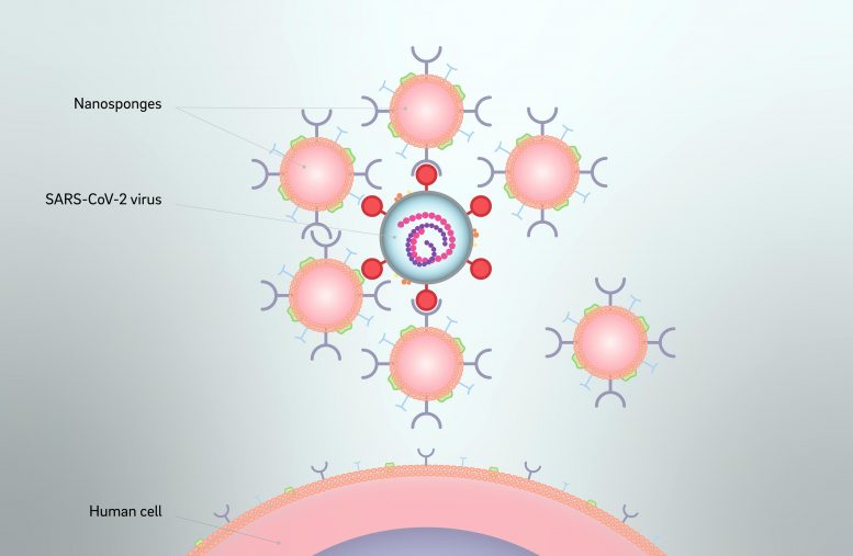 Nanosponges SARS-CoV-2 Virus
