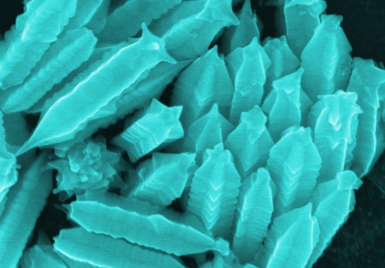 Nanostarfruits Begin As Gold Nanowires