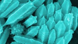 Nanostarfruits begin as gold nanowires