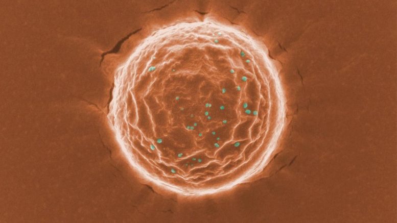 Nanotrap Binding a Simulated SARS-CoV-2 Virus
