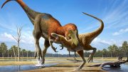 Nanotyrannus Attacking Juvenile T. rex