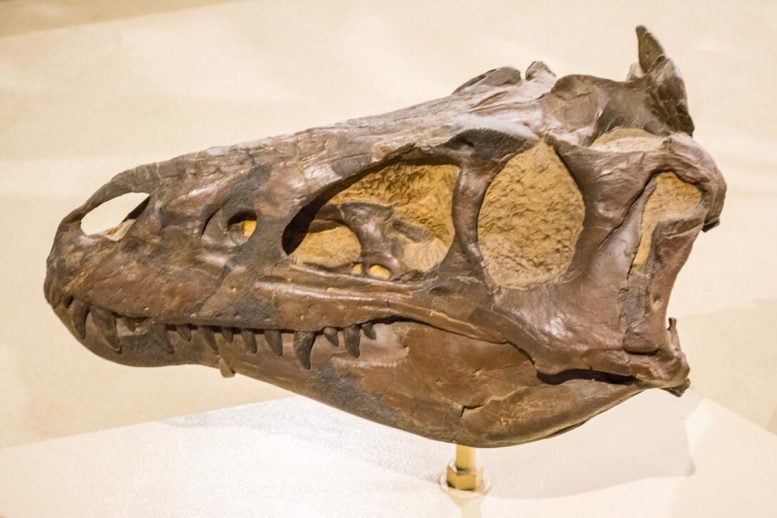 Nanotyrannus Skull on Exhibit