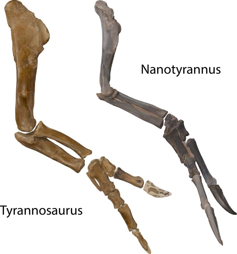 Nanotyrannus and Tyrannosaurus rex Arm Comparison
