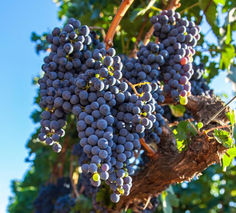 Napa Valley Cabernet Sauvignon Grape Vine