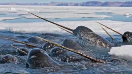 Narwhals With Spiraled Tusks