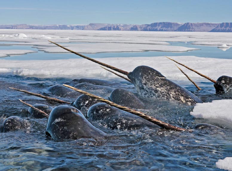 Narwhals With Spiraled Tusks