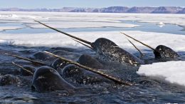 Narwhals in Dense Pack Ice