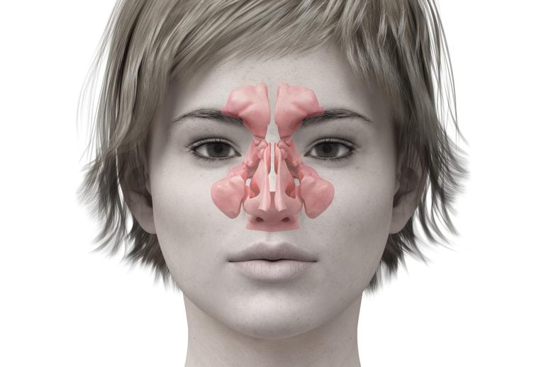 Nasal Sinuses