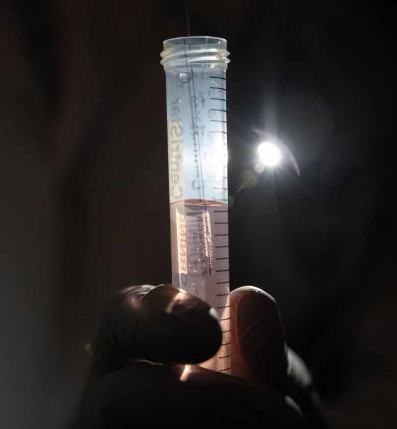 Nasal Swab Sample Collection