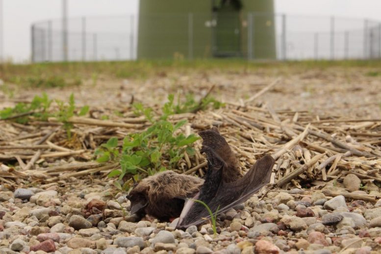 Nathusius' Bat Killed by Wind Turbine