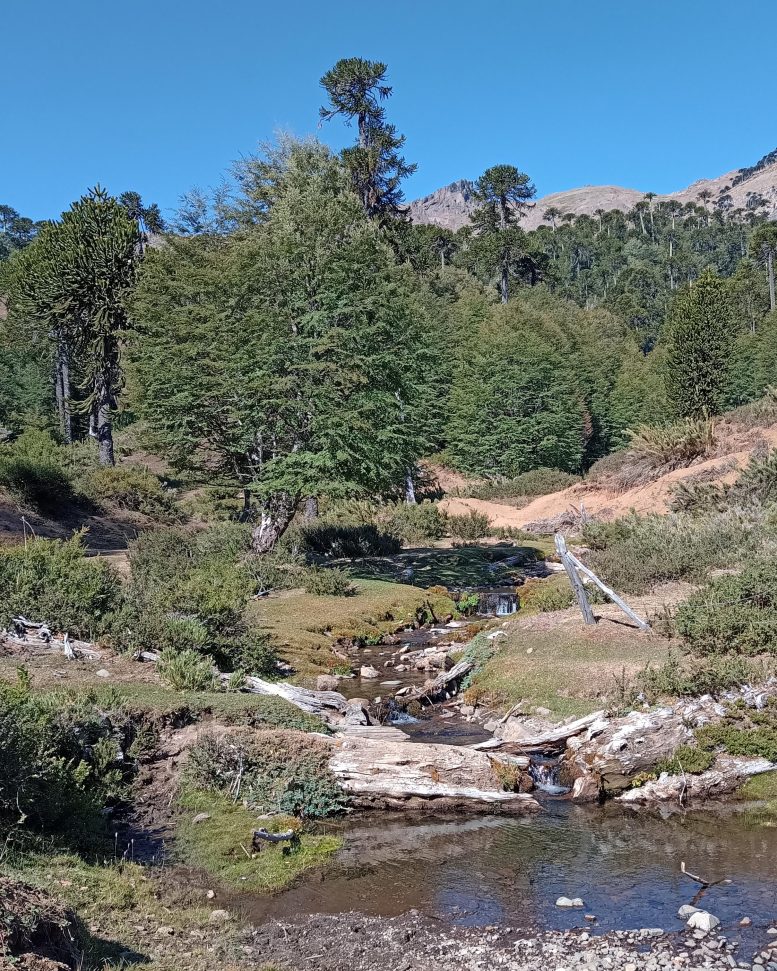 Native Habitat of Alsodes Vittatus in the La Araucanía Region of Chile