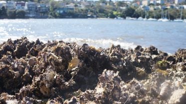 The Ocean Is Becoming Too Loud for Oysters