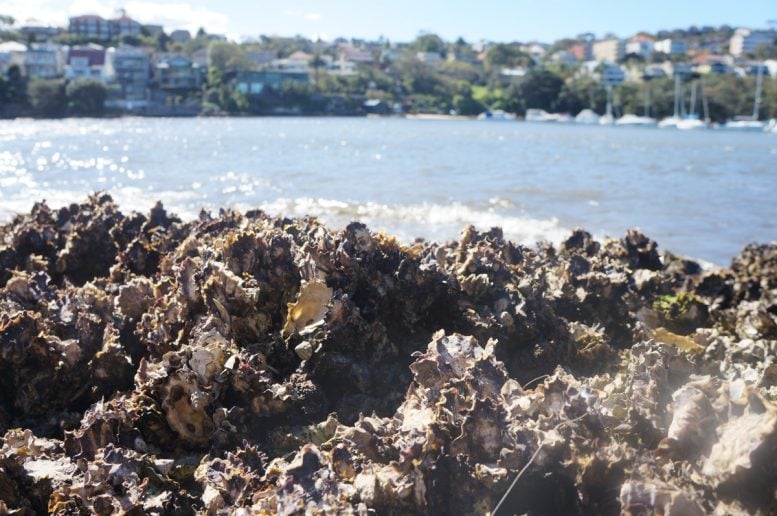 Native Oyster Bed