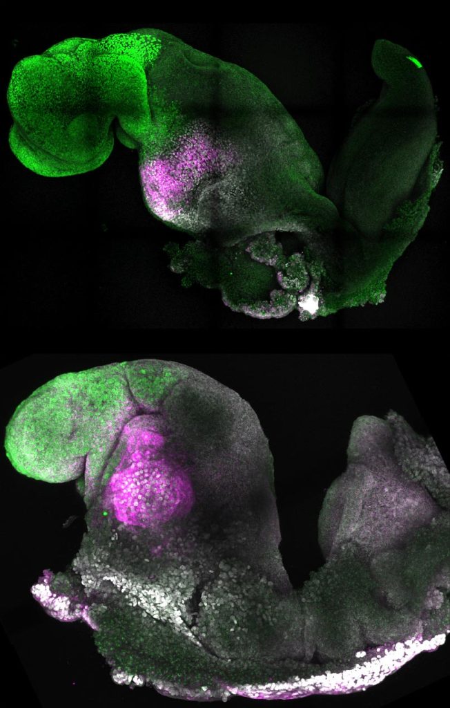 Natural and Synthetic Embryos Comparable Brain Heart