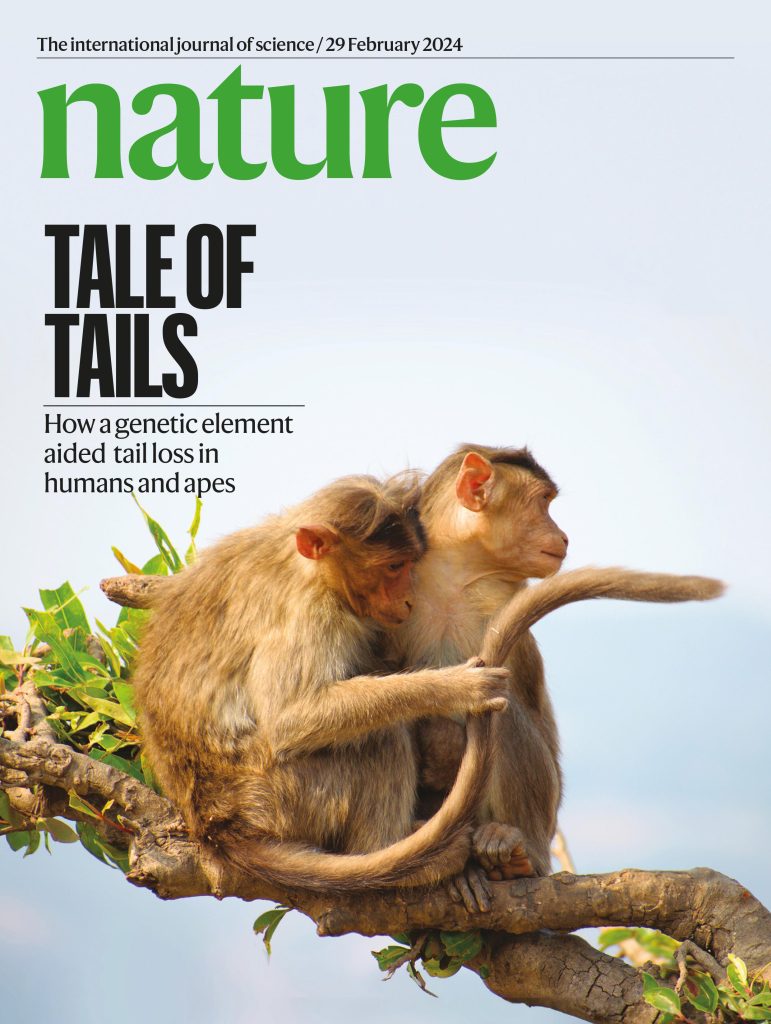 Nature Cover Monkey