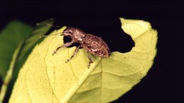 Naupactus cervinus Weevil