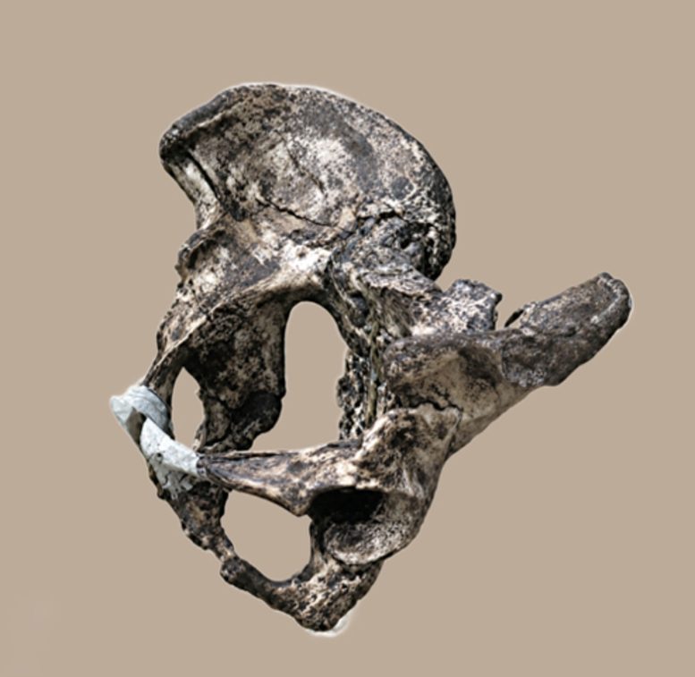 Neanderthal Pelvis
