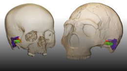 Neanderthal and Modern Human Cranium and Ear