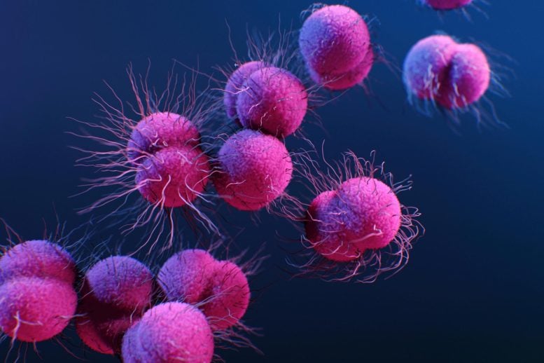 Neisseria gonorrhoeae Bacteria