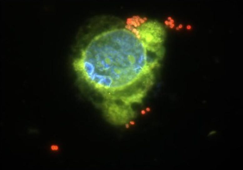Neisseria meningitidis Bactéries se liant à la surface d'une cellule épithéliale