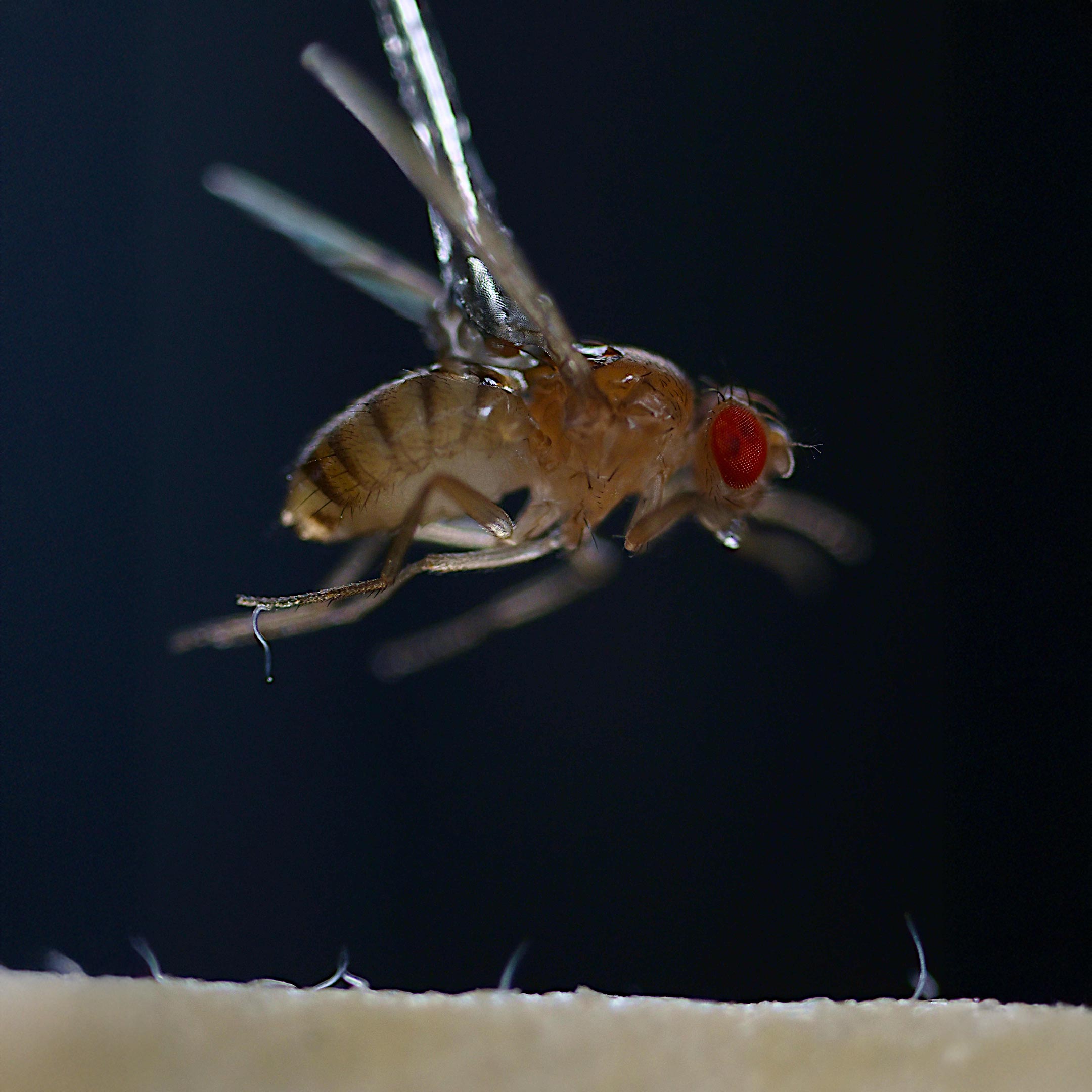 This Microscopic Worm Turns Static Electricity Into a Deadly Weapon