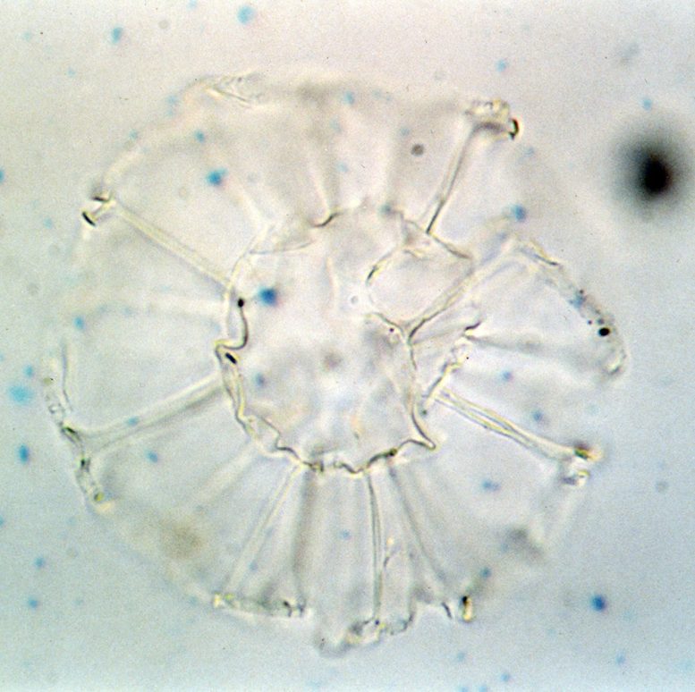 Nematosphaeropsis labyrinthus