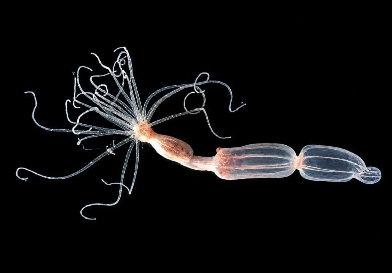 Nematostella vectensis Sea Anemone