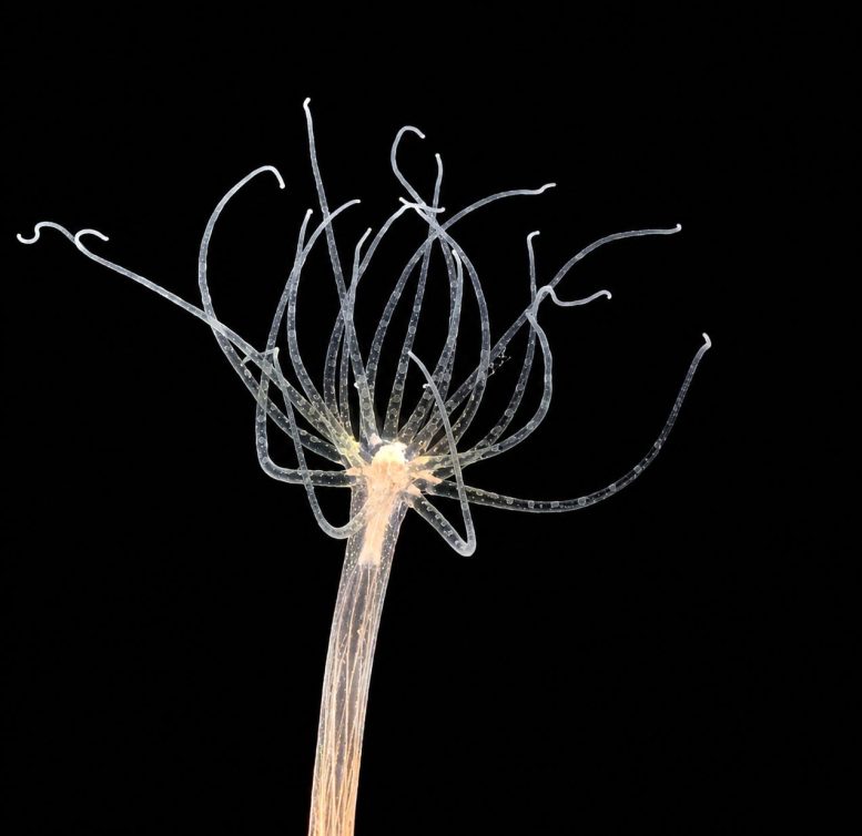 Nematostella vectensis Sea Anemone Close