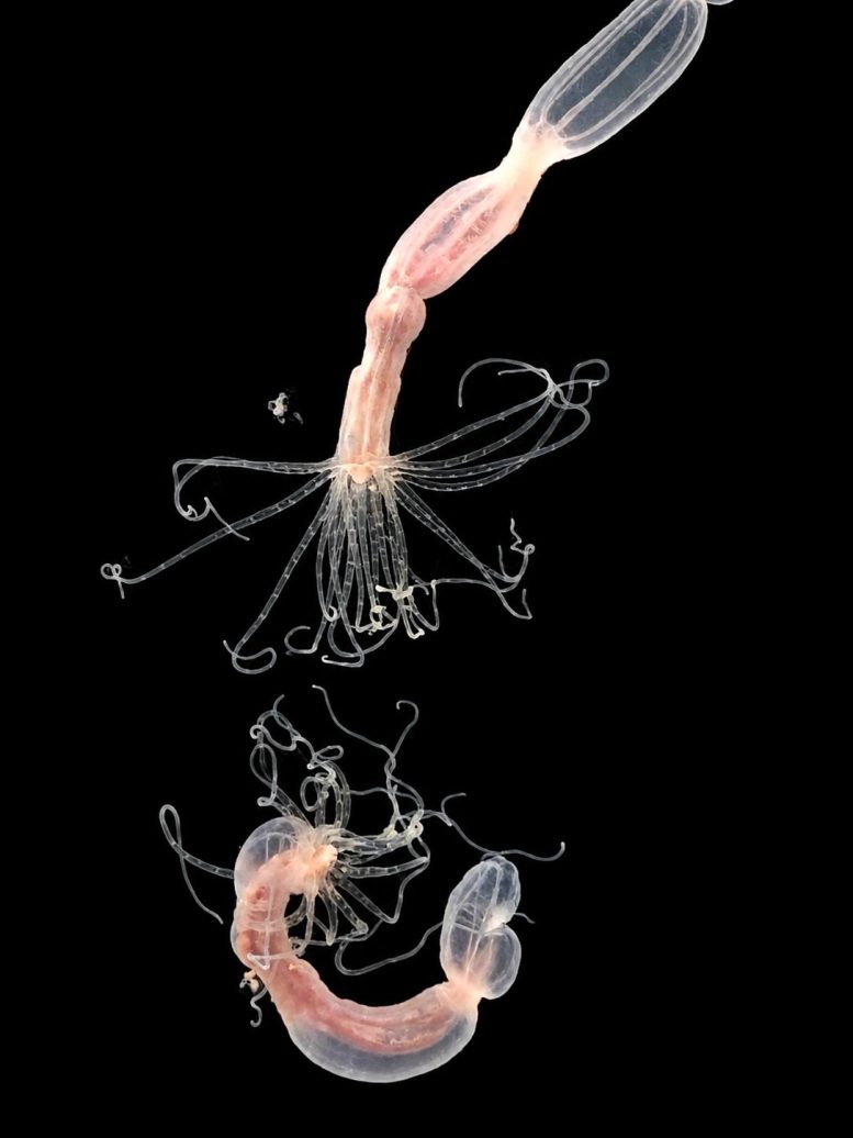 Nematostella vectensis Sea Anemones