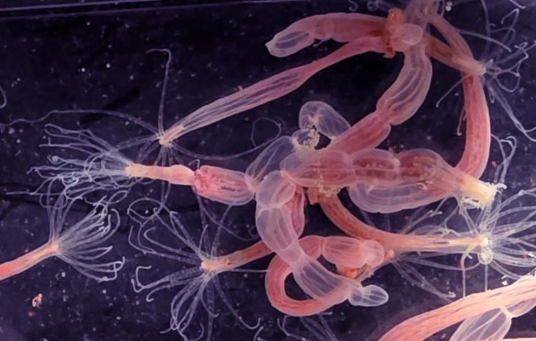 Nematostella vectensis Sea Anemones in Lab