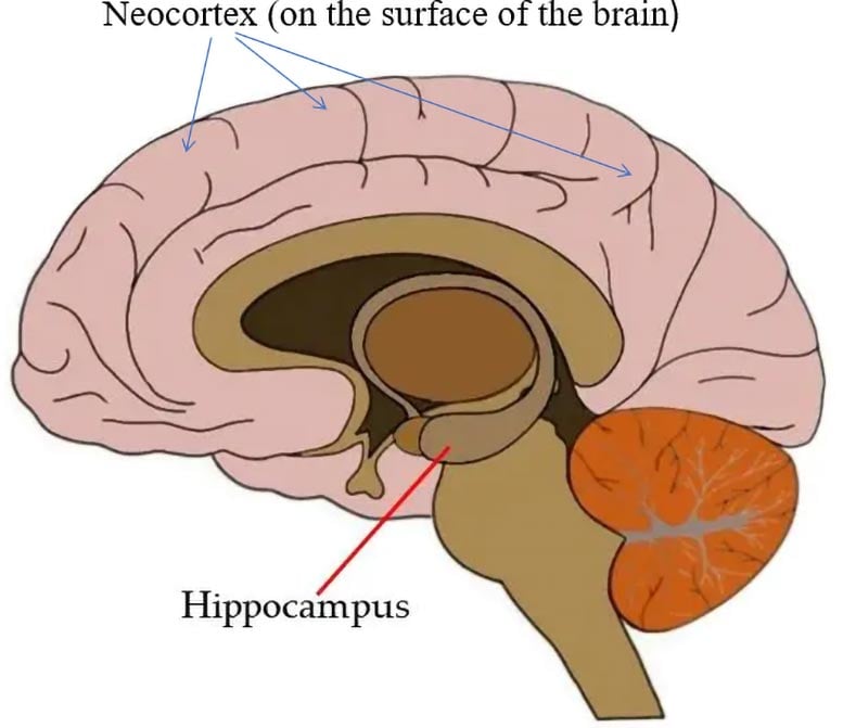 Neocortex and Hippocampus Locations