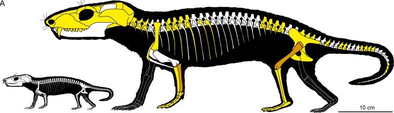 Neonate and Adult Chiniquodon Theotonicus