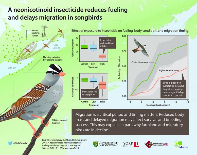 Neonicotinoids Sparrow Infographic