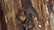 Neotropical Bat Species Saccopteryx bilineata