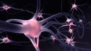 Nerve Cells Illustration
