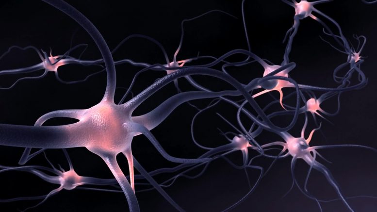 Nerve Cells Illustration