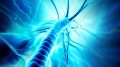 Nerve Regeneration Concept