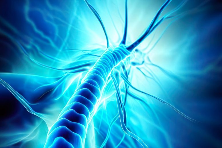 Nerve Regeneration Concept