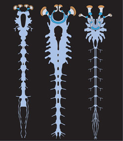 Nervous System of the Alalcomenaeus Fossil Compared to Larval Horseshoe Crab and a Scorpion
