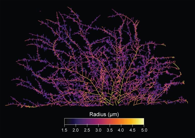 Network Architecture of Fungal Mycelium